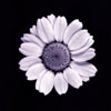 Marguerite (1)