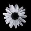 Marguerite (2)